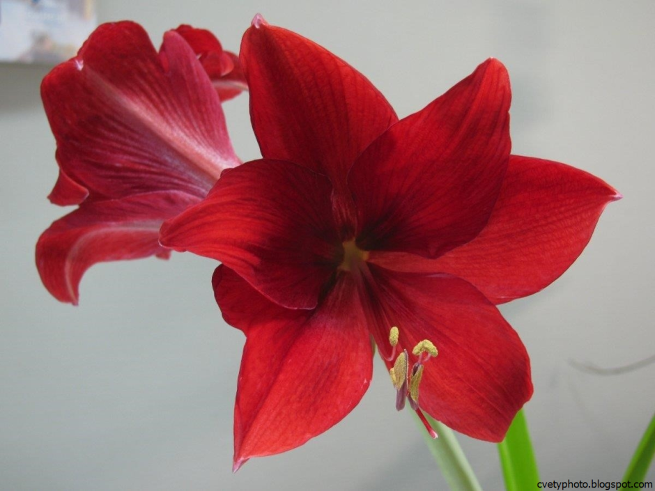 Комнатное луковичное растение с красными цветами