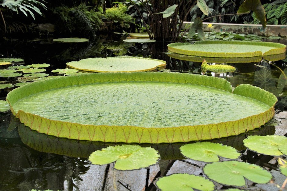 Ботаническое чудо света: найдена самая большая в мире кувшинка.