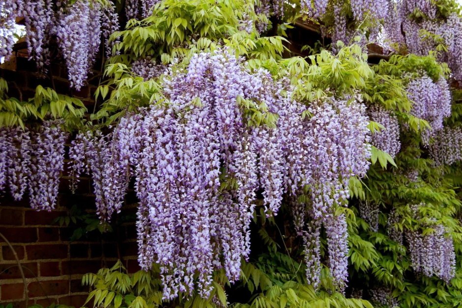 Вьющееся растение с фиолетовыми цветами
