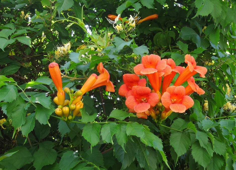 Южное вьющееся растение с оранжевыми цветами