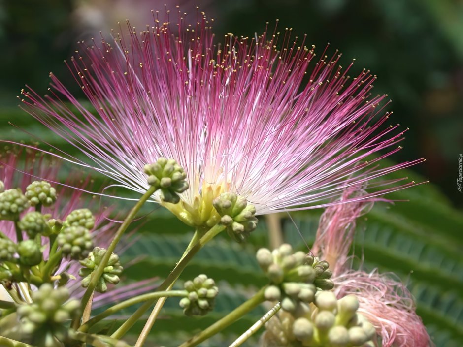 Растение с розовыми пушистыми цветами