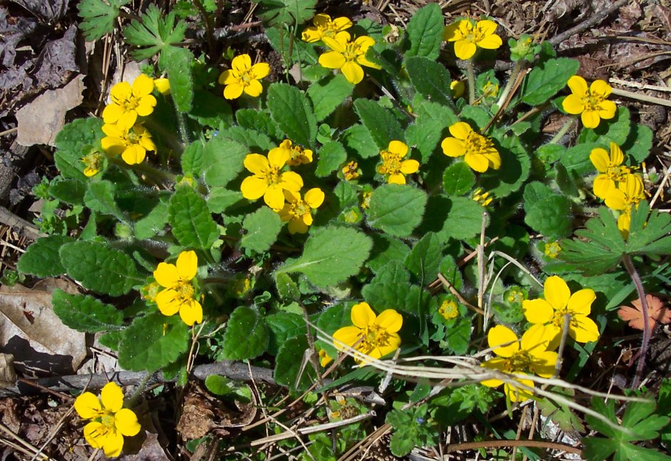 Многолетние ползучие растения с желтыми цветами