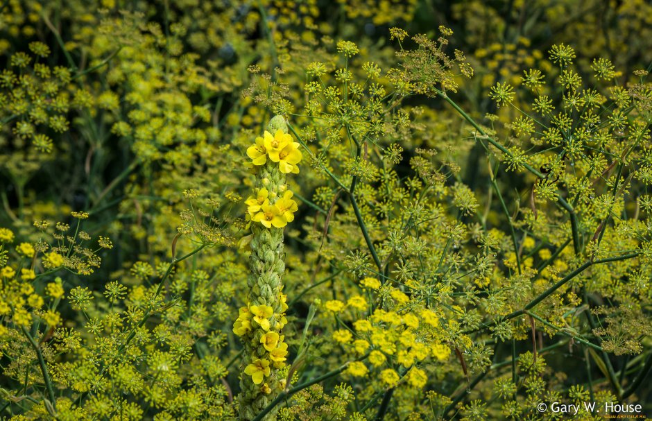 Полевое растение с желтыми мелкими цветочками