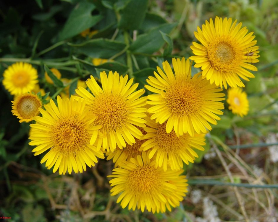 Лекарственные растения желтые цветы
