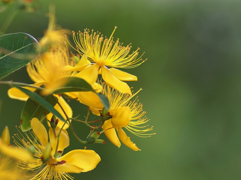 Желтые цветы на ветке