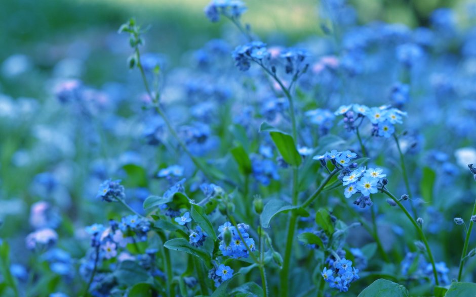 Голубые полевые цветы незабудки