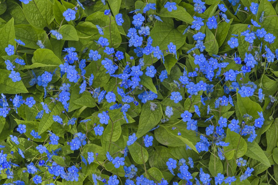 Мелкие синие цветочки