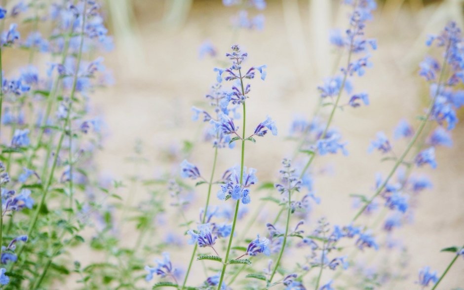 Синие цветочки полевые