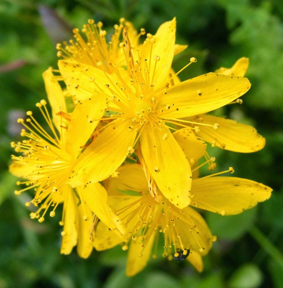 Желтые цветочки лечебные