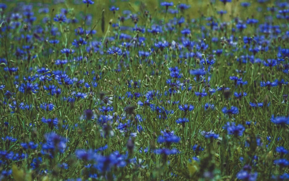 Растения степи Василек синий