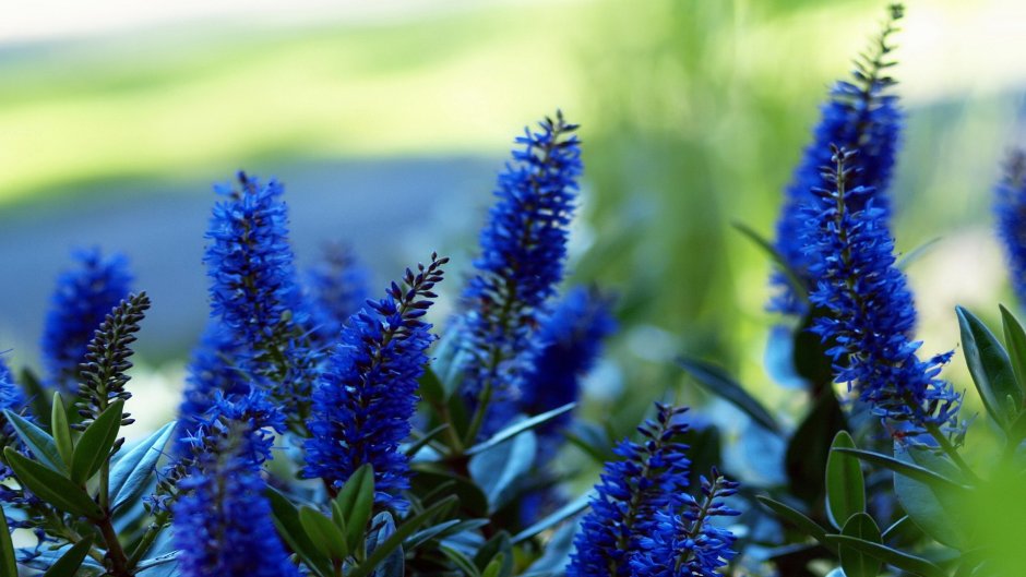 Растения с синими цветами