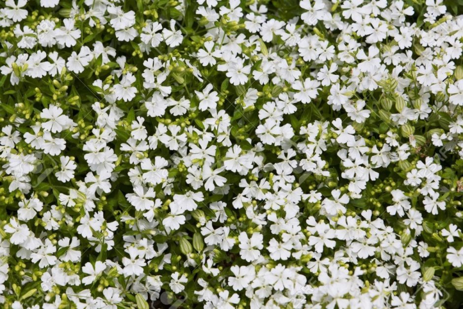 Травянистое растение с белыми мелкими цветами