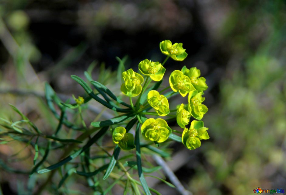 Растение с зелеными цветами