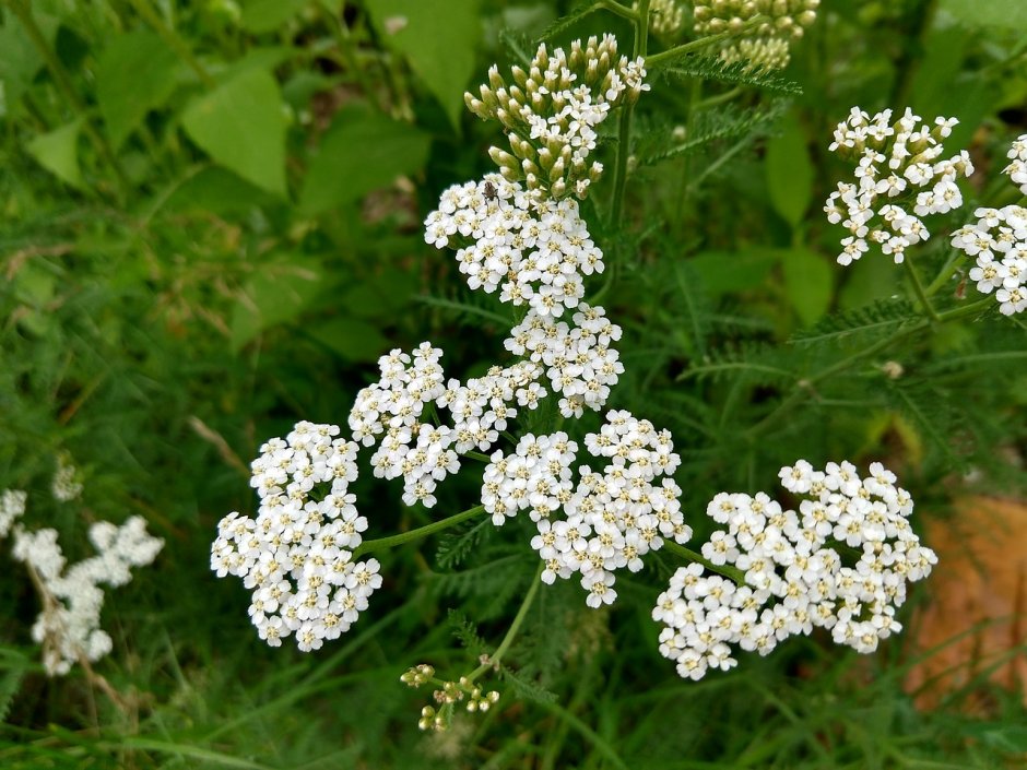 Трава с маленькими белыми цветочками