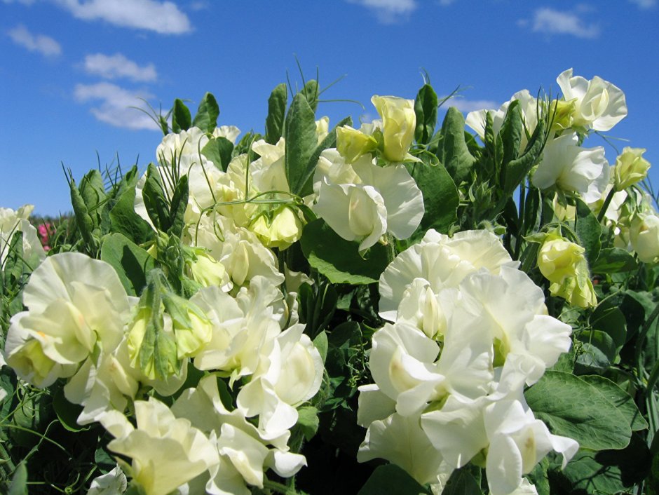 Горошек душистый (Lathyrus odoratus) Villa ROMA (White with Rose)