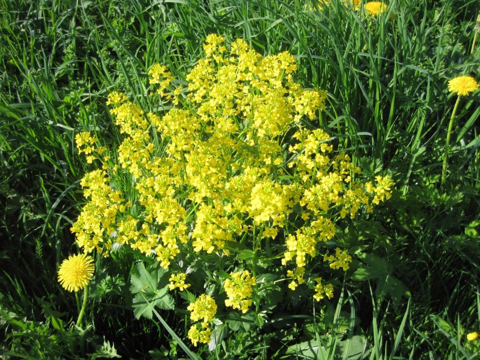 Желтый душистый цветок Луговой