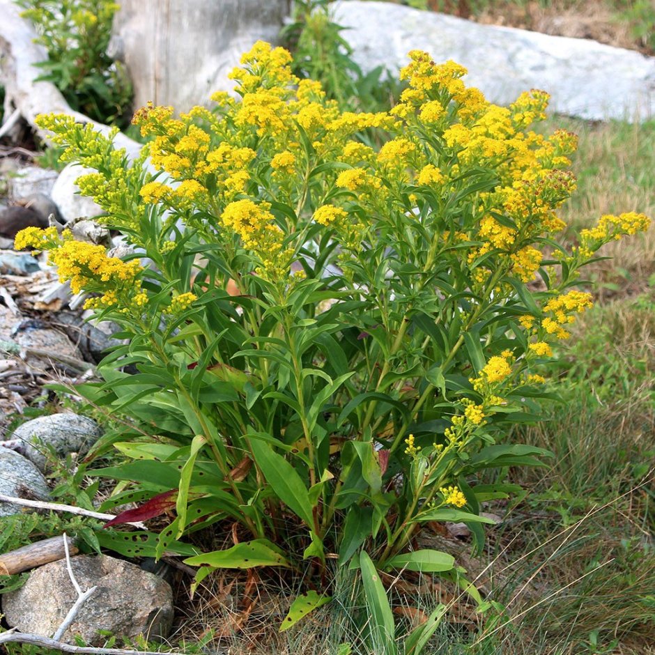 Травянистое растение с желтыми цветами