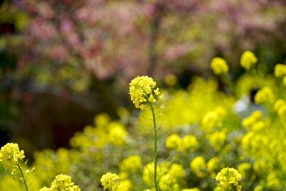 Желтые соцветия полевые цветы