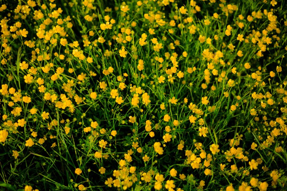 Растение с маленькими желтыми цветочками