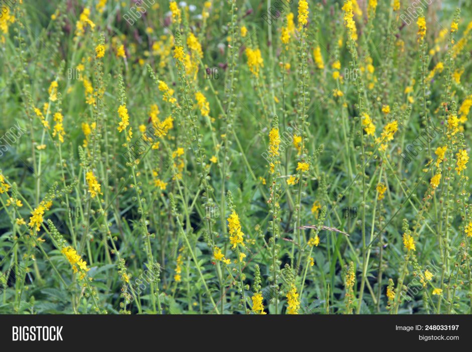 Трава желчегонная желтые цветочки
