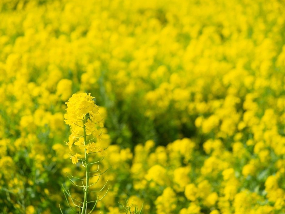 Желтые цветы на Урале