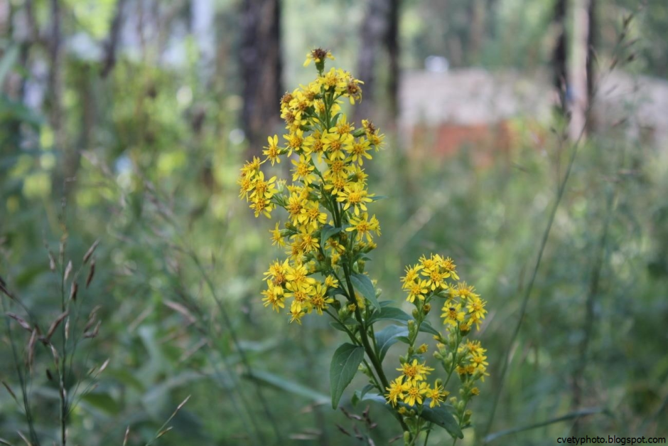 Лекарственное растение с желтыми цветочками