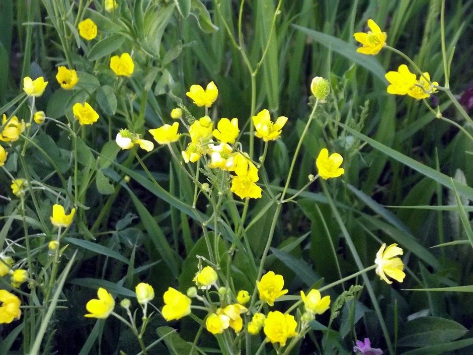 Трава с мелкими желтыми цветочками