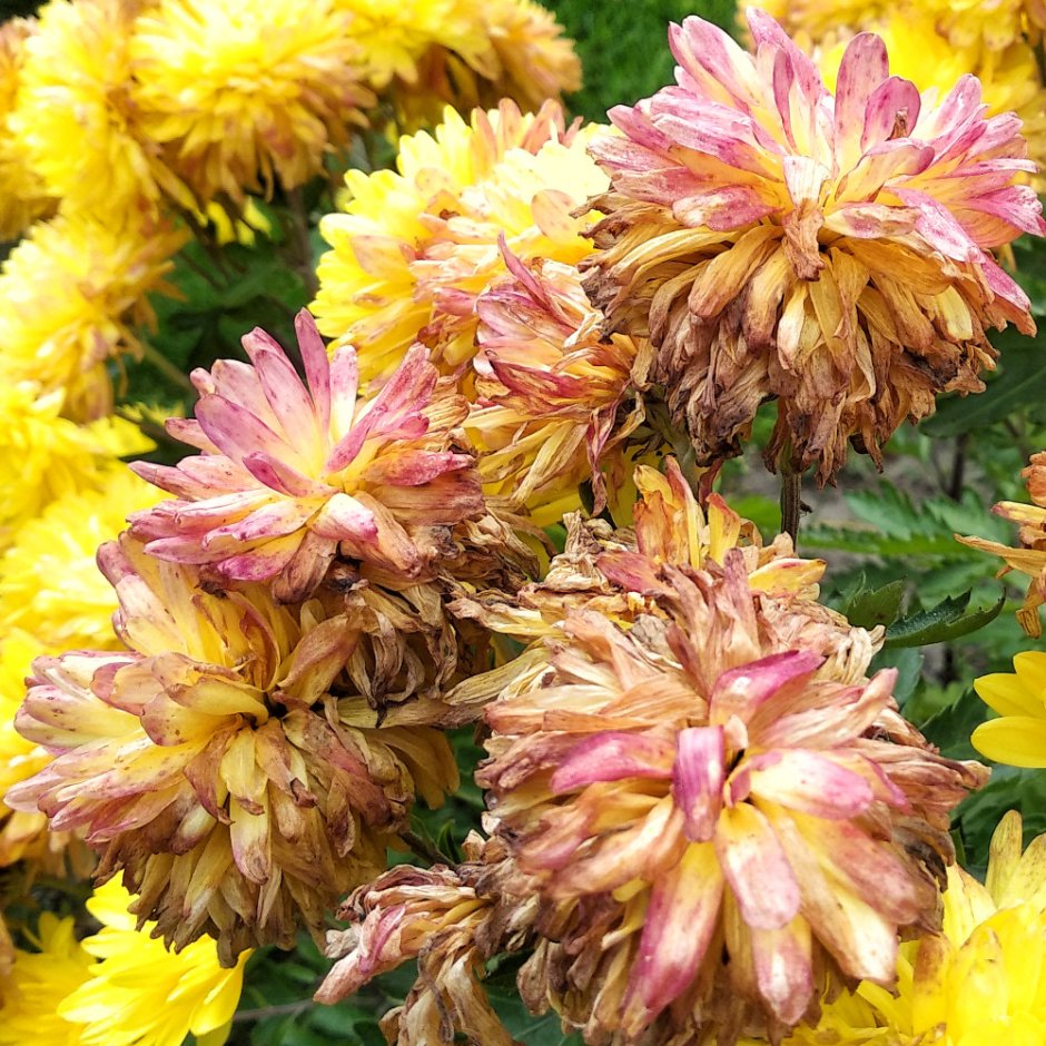 Фузариоз хризантемы