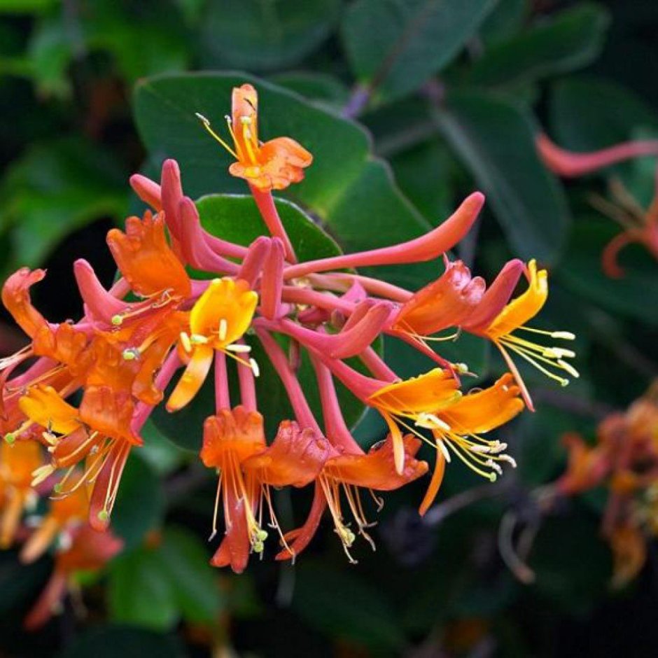 Плетущееся растение с оранжевыми трубчатыми цветами