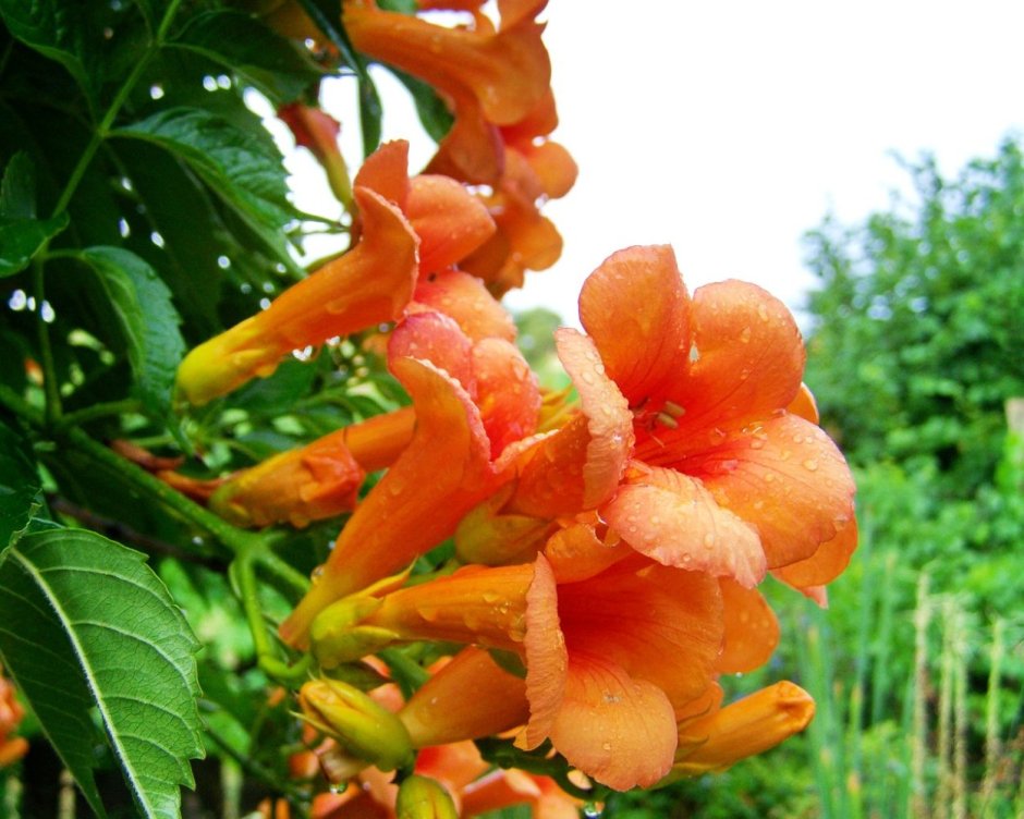 Оранжевые плетущиеся растения