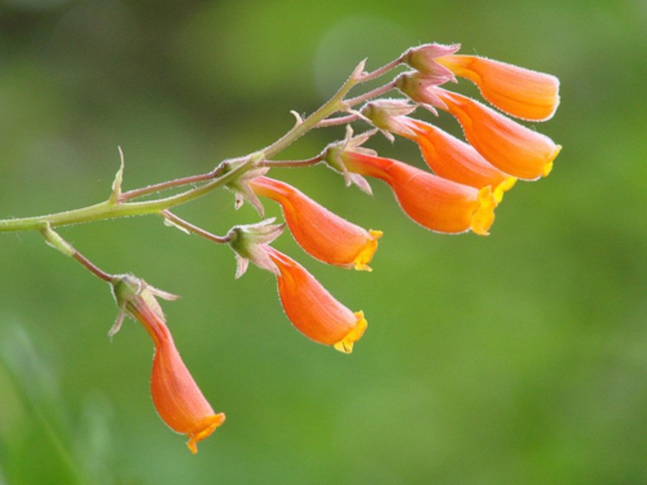 Оранжевые трубчатые цветы