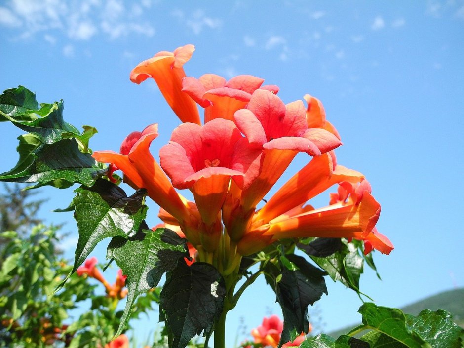 Оранжевые плетистые цветы