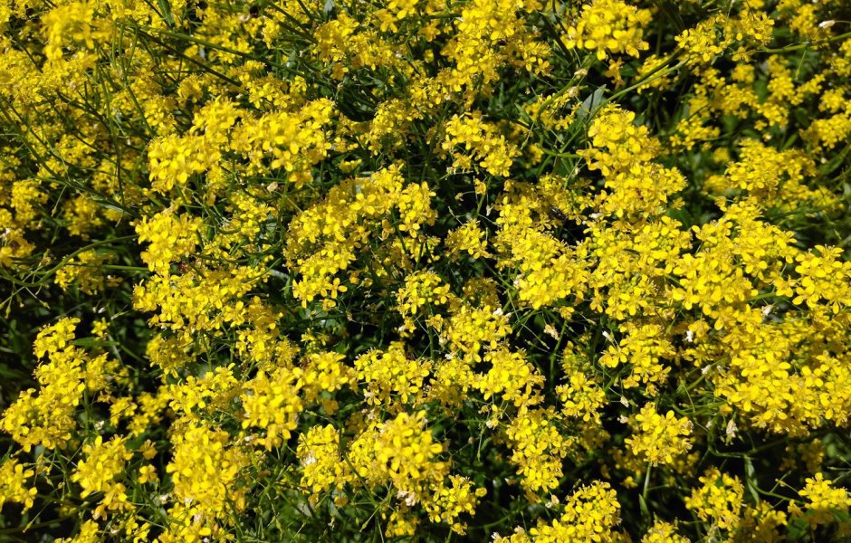 Растение с жёлтыми мелкими цветками