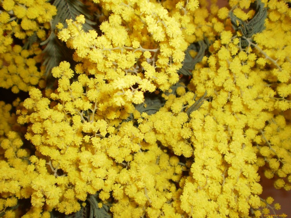 Желтые цветы Мимоза цветы