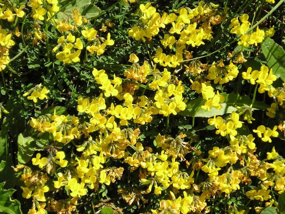 Дикорос с желтыми цветами