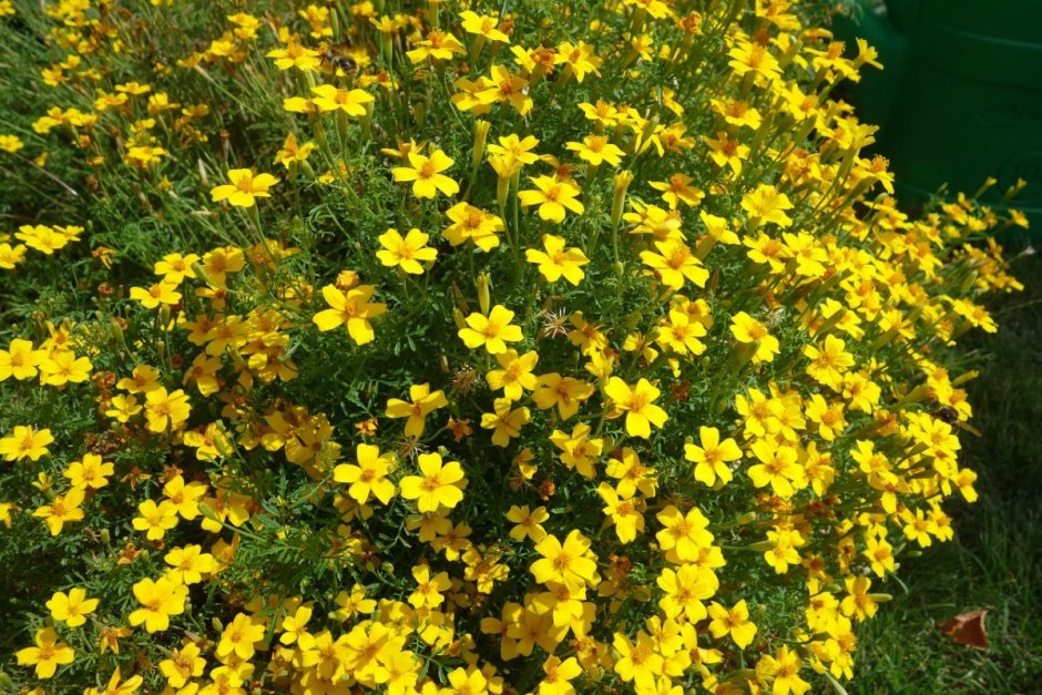 Растение с мелкими желтыми цветочками