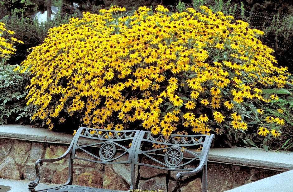 Растение с желтыми мелкими цветами