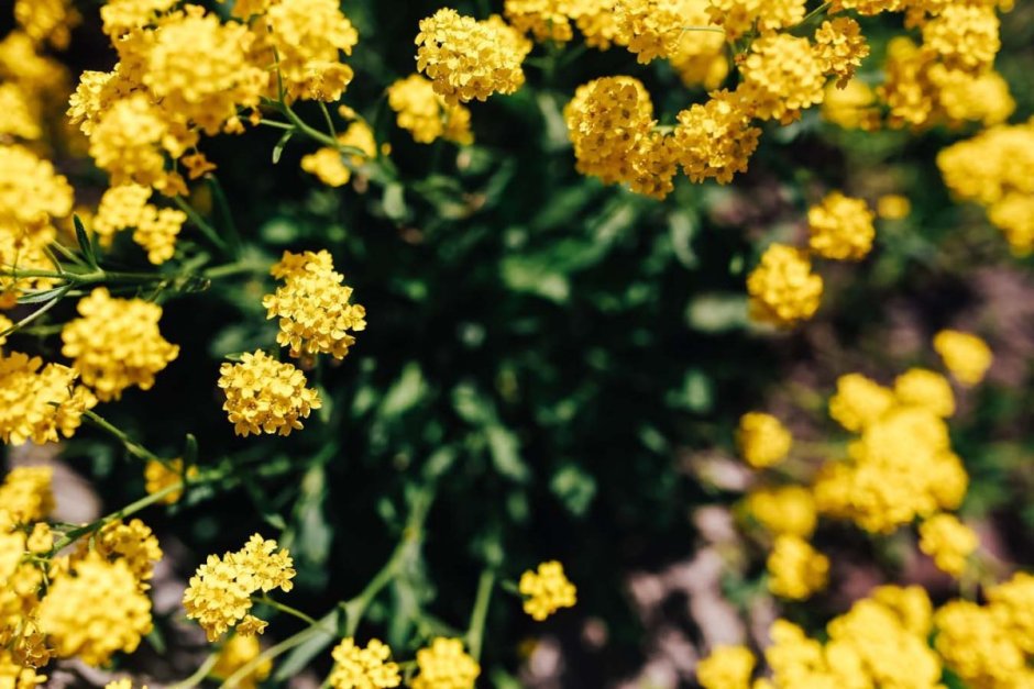 Мелкие желтые цветы