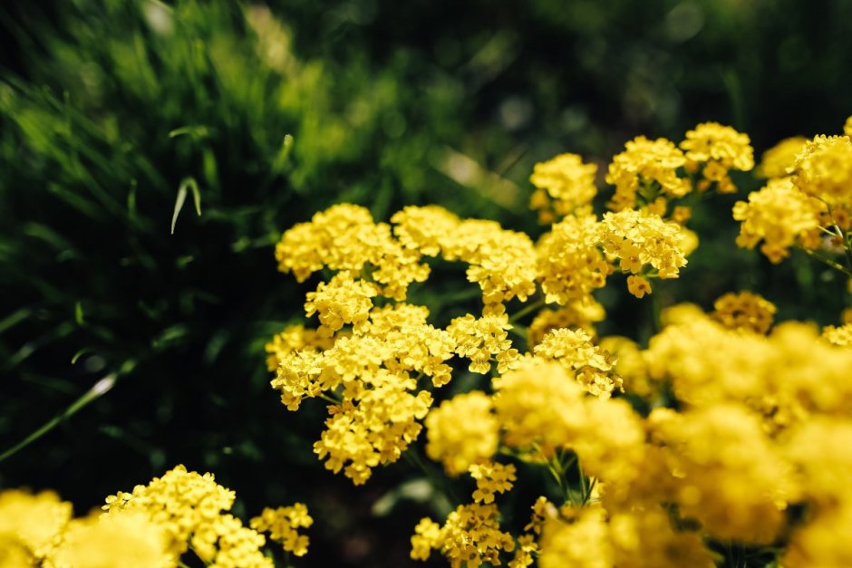 Желтые цветы Кольский