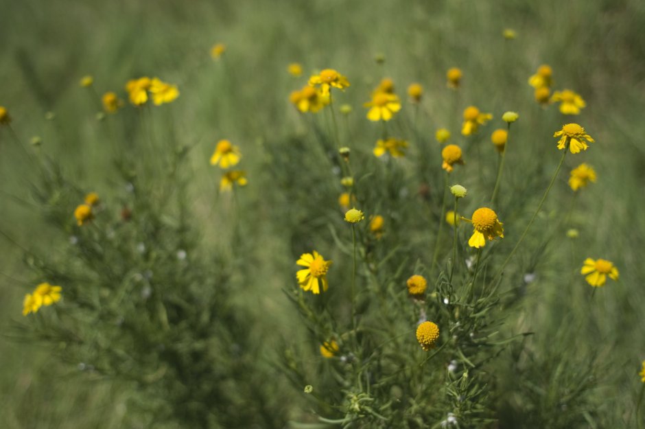Желтый зонтичный цветок полевой