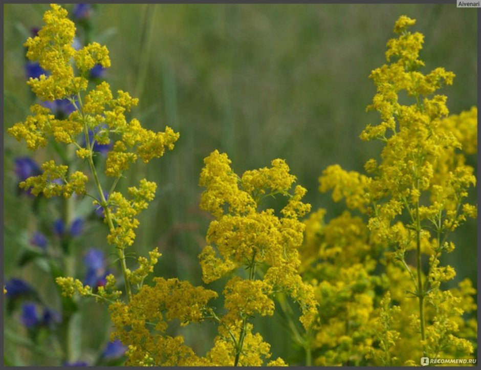 Желтые цветы медоносы полевые