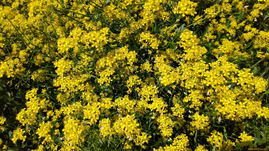 Растение с жёлтыми мелкими цветками