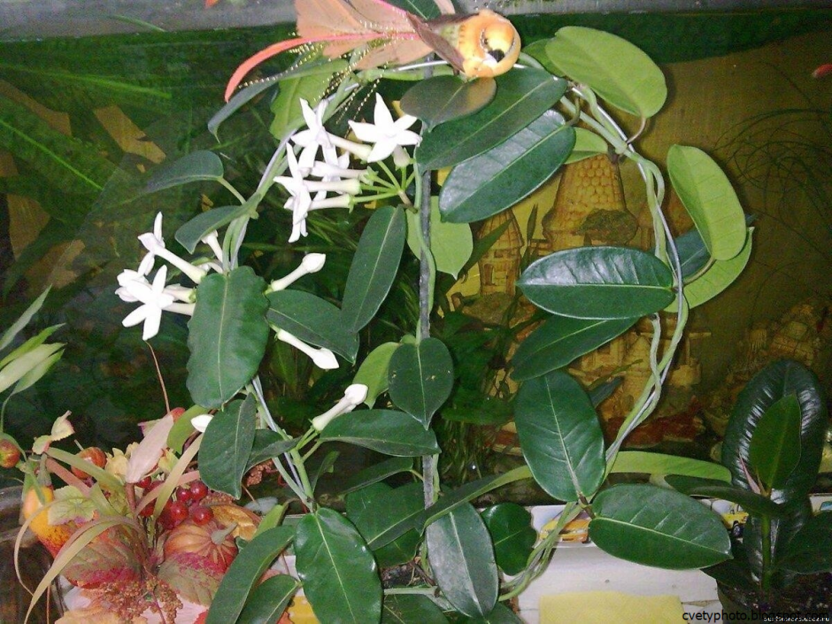 Вьющееся комнатное растение с белыми цветами