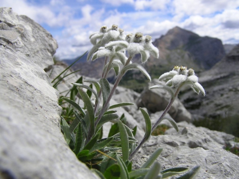 Цветущий Эдельвейс в горах