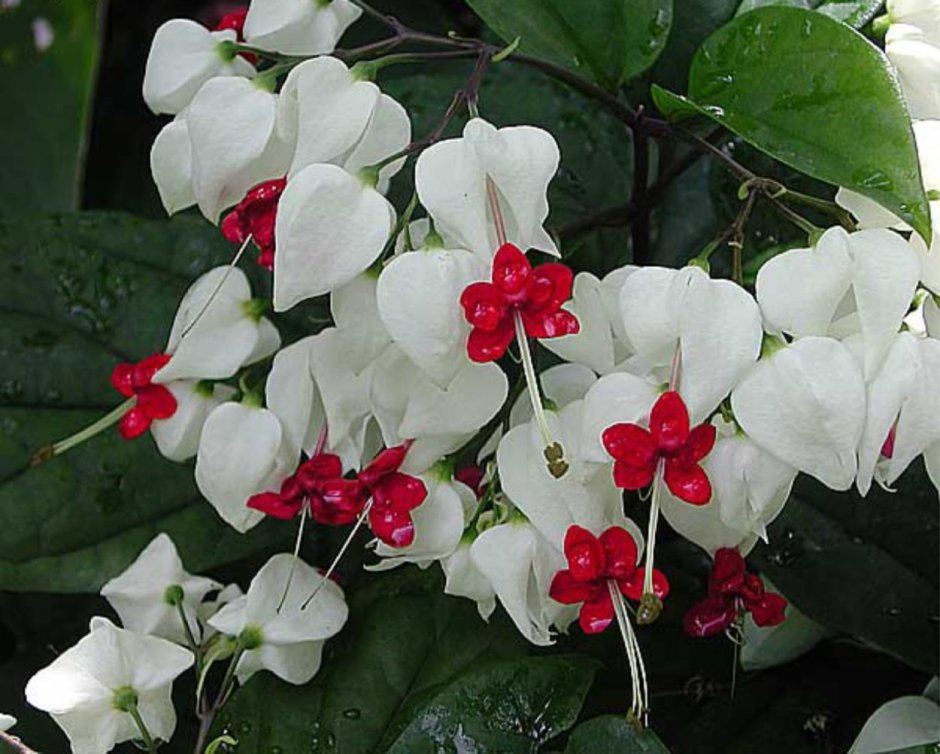 Белый цветок с красной серединкой