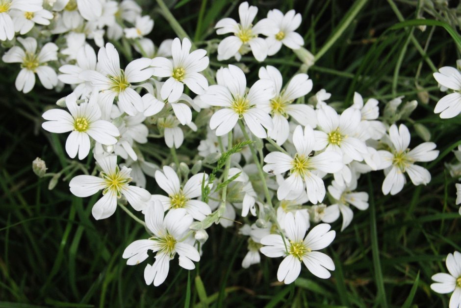 Высокогорное растение с белыми цветами