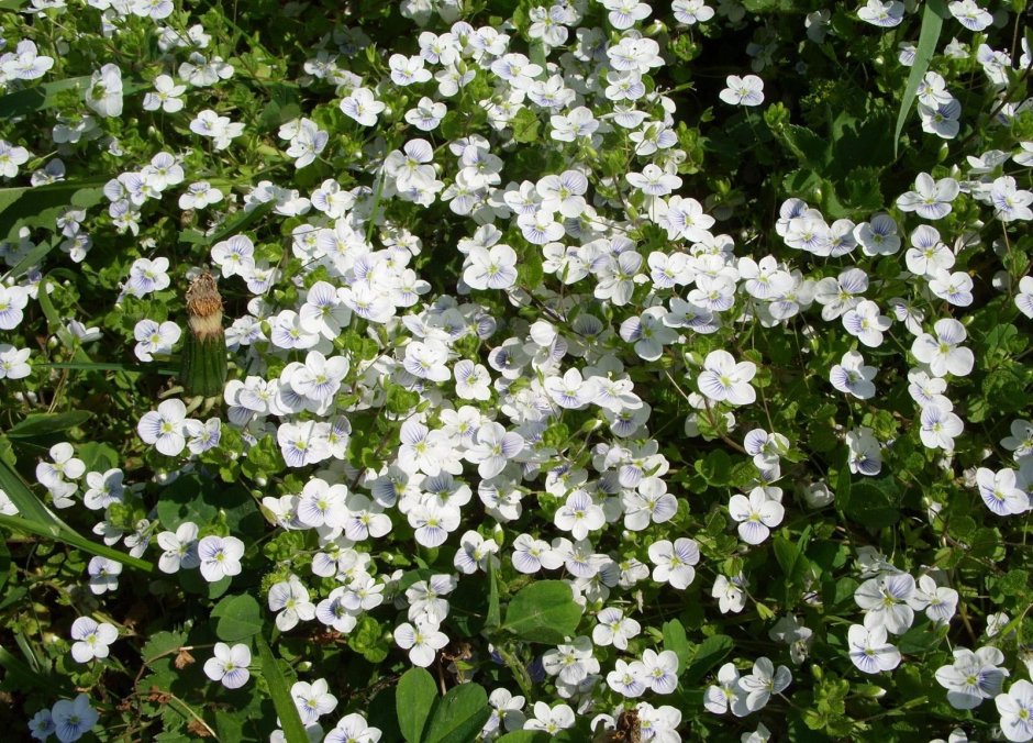 Растение с мелкими белыми цветочками