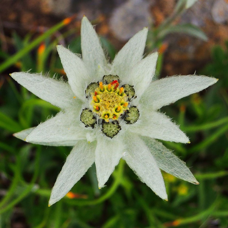 Цветок Эдельвейс Альпийский