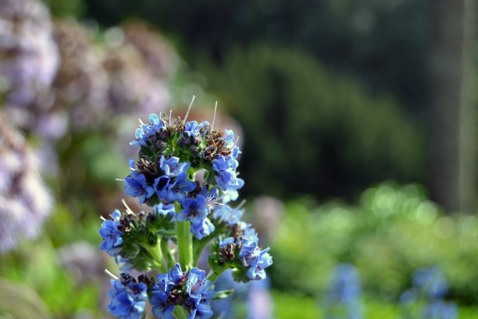 Полевые травы с синими цветами