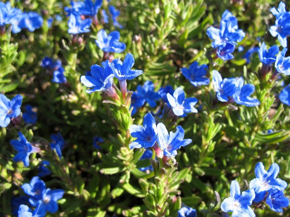 Амброзия цветет голубыми цветочками